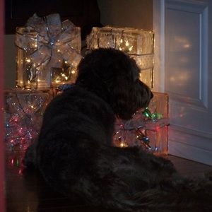 Meet your Posher, Ellen